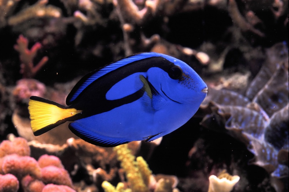 Arquivos Peixe L Lovet Cl Nica Veterin Ria Em Ponta Grossa