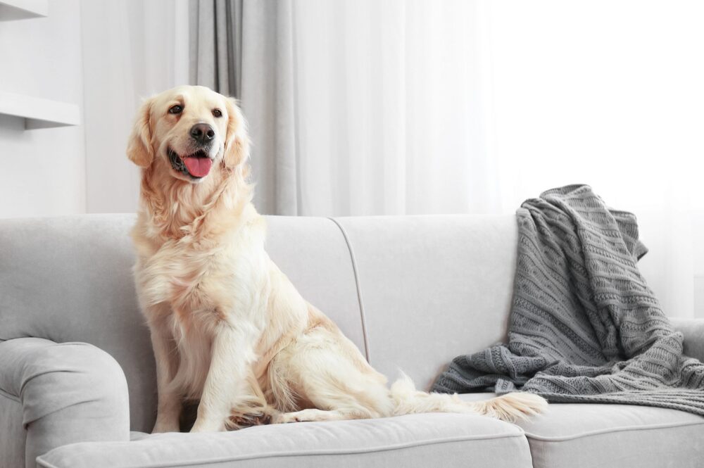 Quanto Tempo Um Cachorro Pode Ficar Sozinho Em Casa