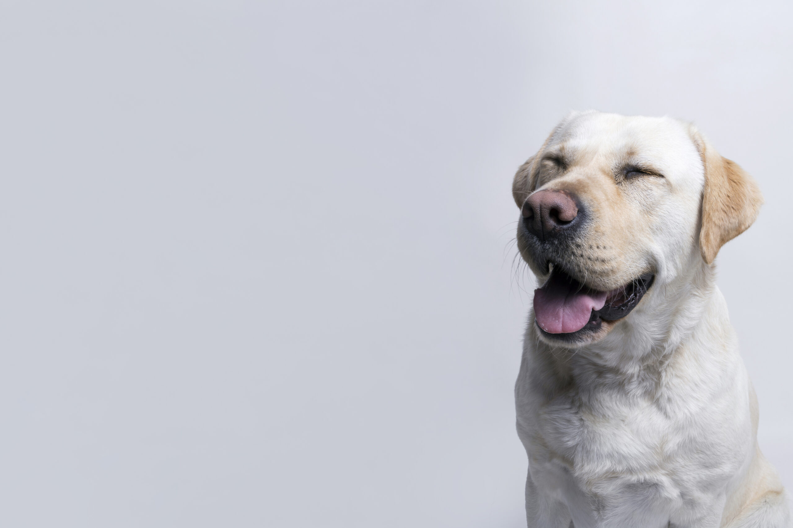 Saúde dos Cães Como Manter seu Melhor Amigo Feliz e Saudável