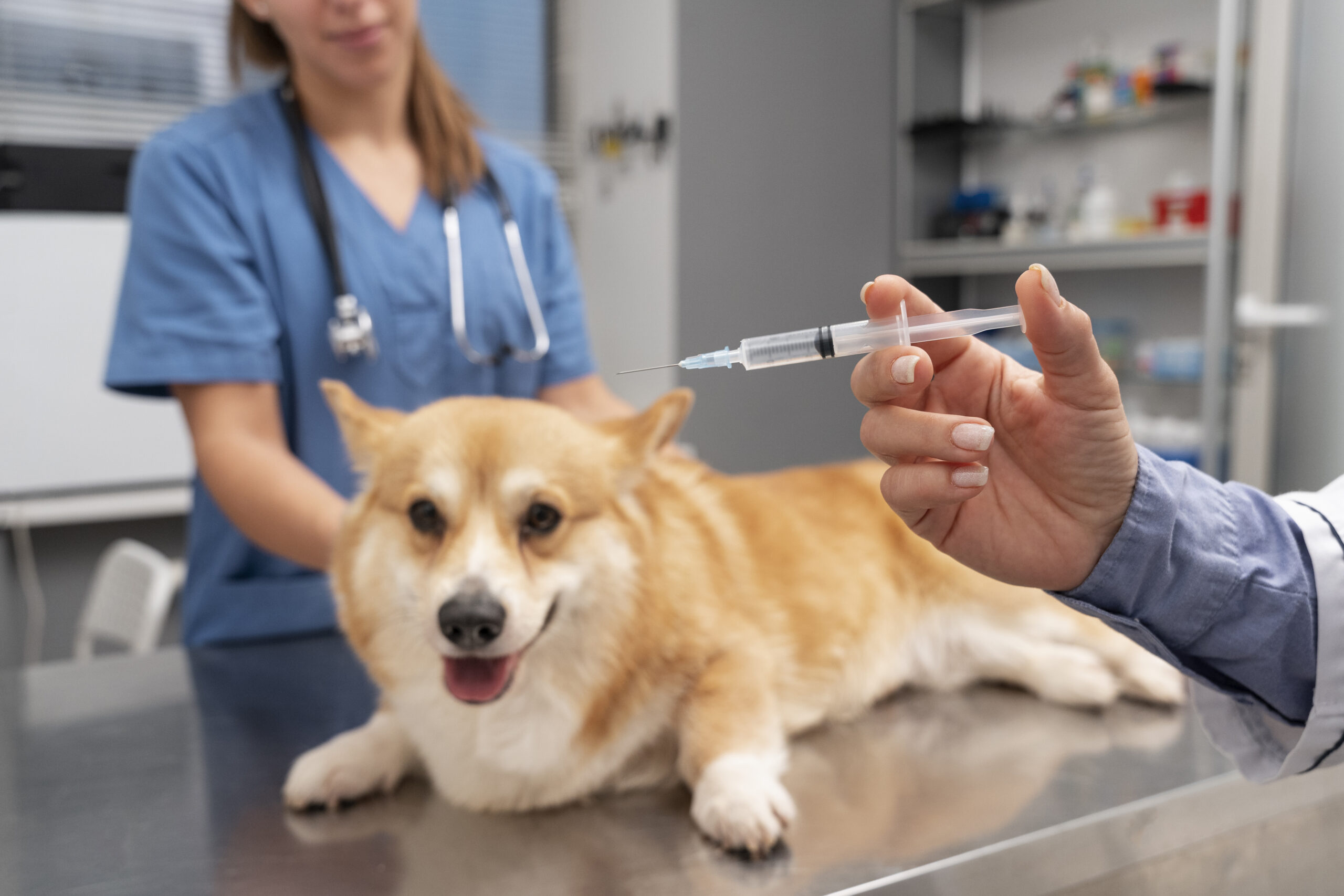 A Importância da Vacinação para a Saúde Preventiva dos Pets