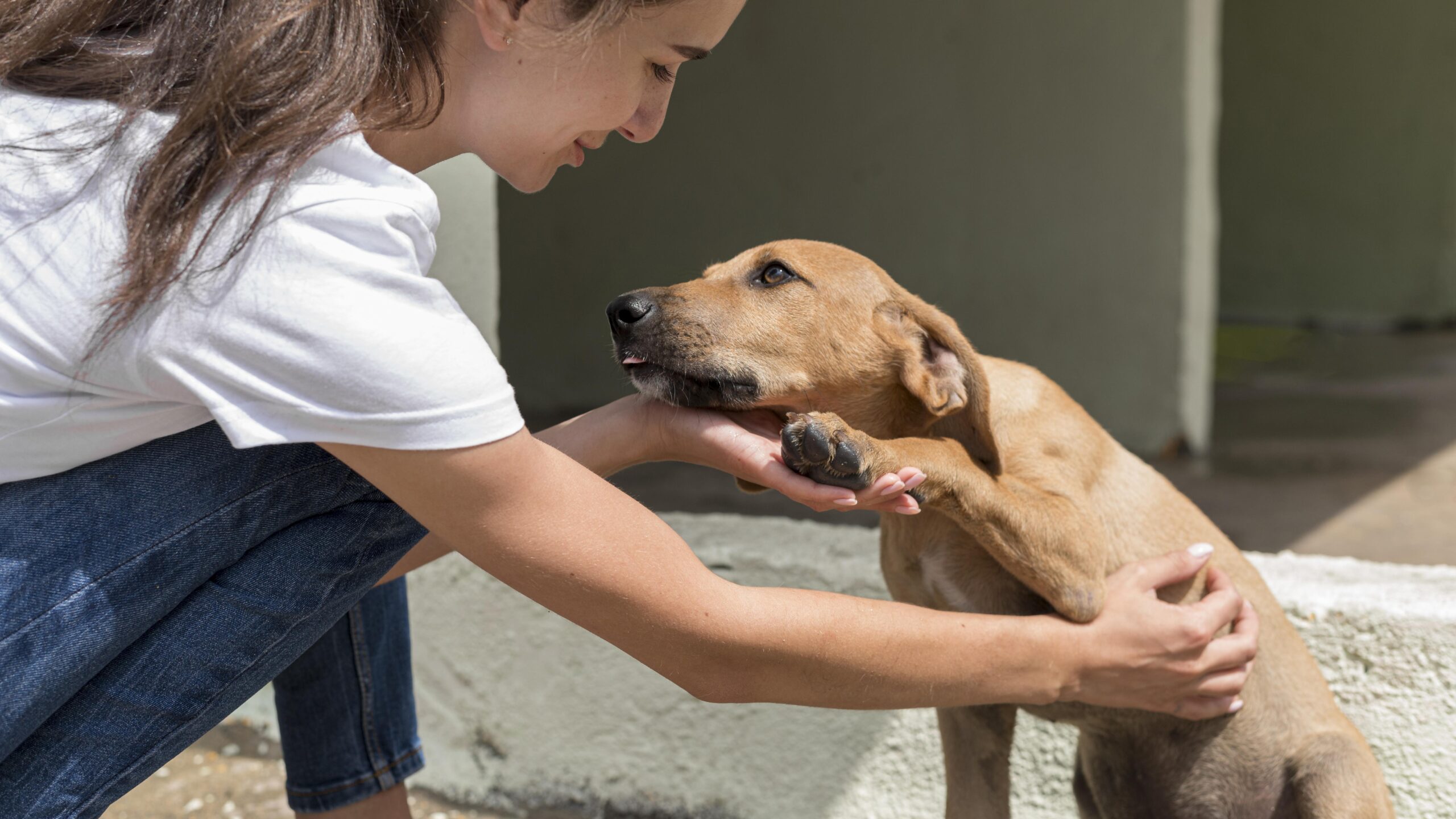 Abril Laranja: Mês de Prevenção da Crueldade contra os Animais