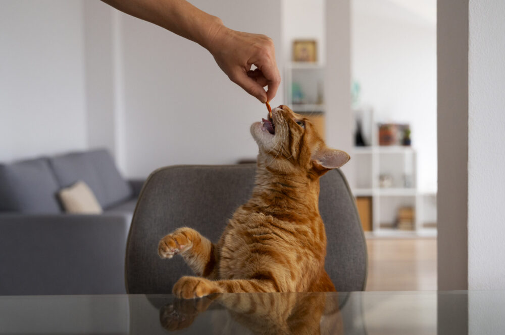 Alimentos Tóxicos para Pets: Alimentos para jamais oferecer ao seu animalzinho