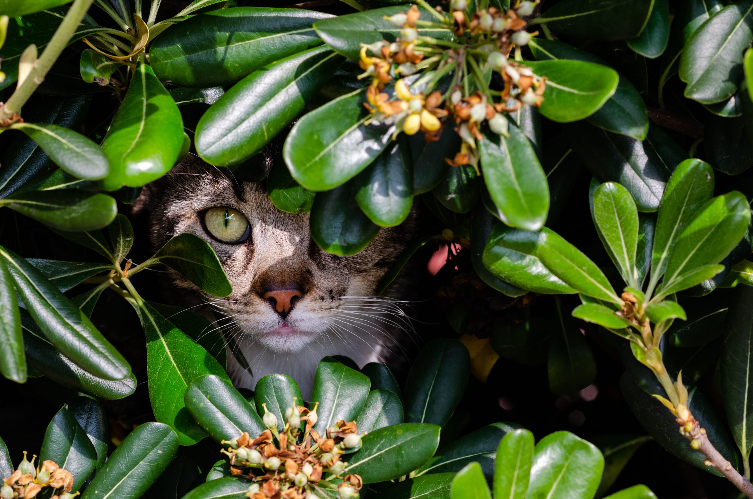 Plantas e pets: Conheça 10 plantas tóxicas para seu animal de estimação