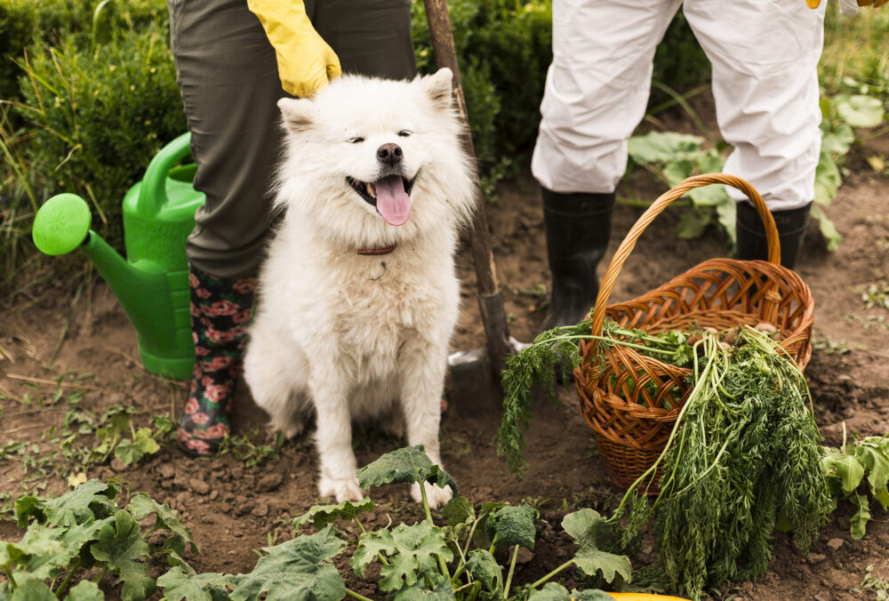 Dicas para criar um jardim seguro para seus animais de estimação