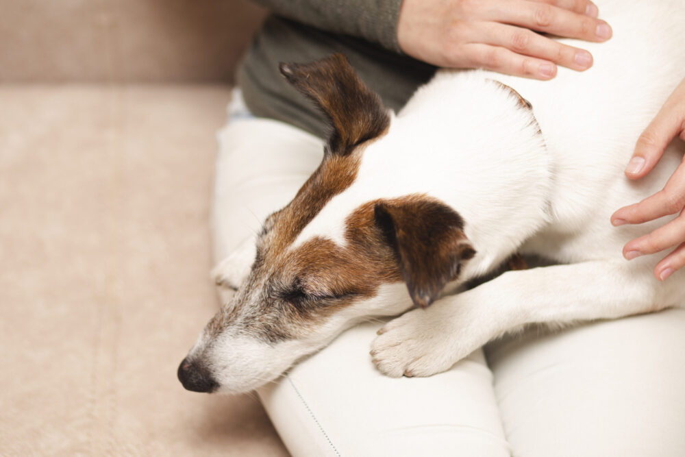 Como identificar e prevenir parasitas em animais de estimação: Pulgas, carrapatos e vermes