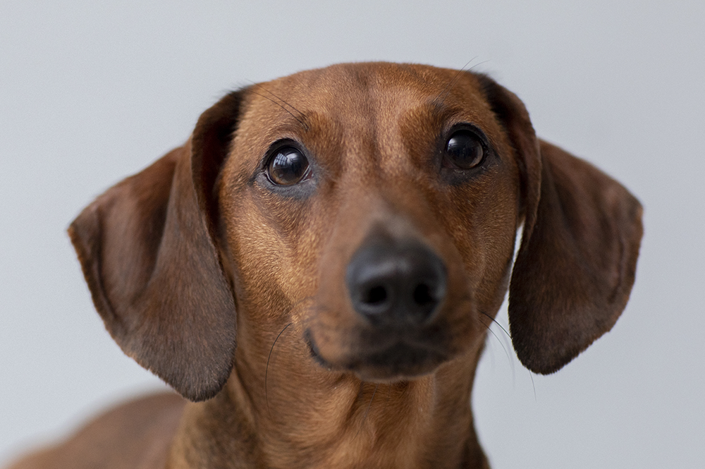 Junho violeta: Identificando possíveis doenças oculares em seu pet