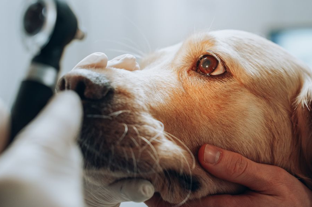 Junho violeta Como prevenir meu pet de ter problemas oculares