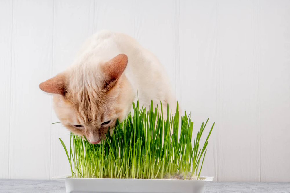 Gatos comem grama? Desvendando o mistério felino.