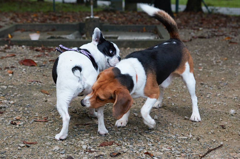 Curiosidade animal: por que cães cheiram o traseiro de outros?