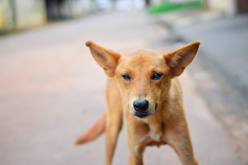 Adoção responsável: Motivos para adotar um animal SRD