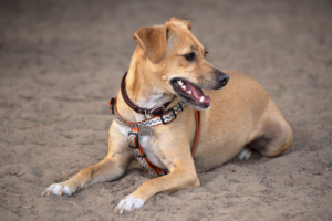 Adoção responsável: Motivos para adotar um animal SRD