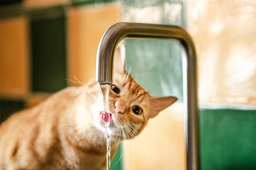 Como incentivar seu gato a beber mais água