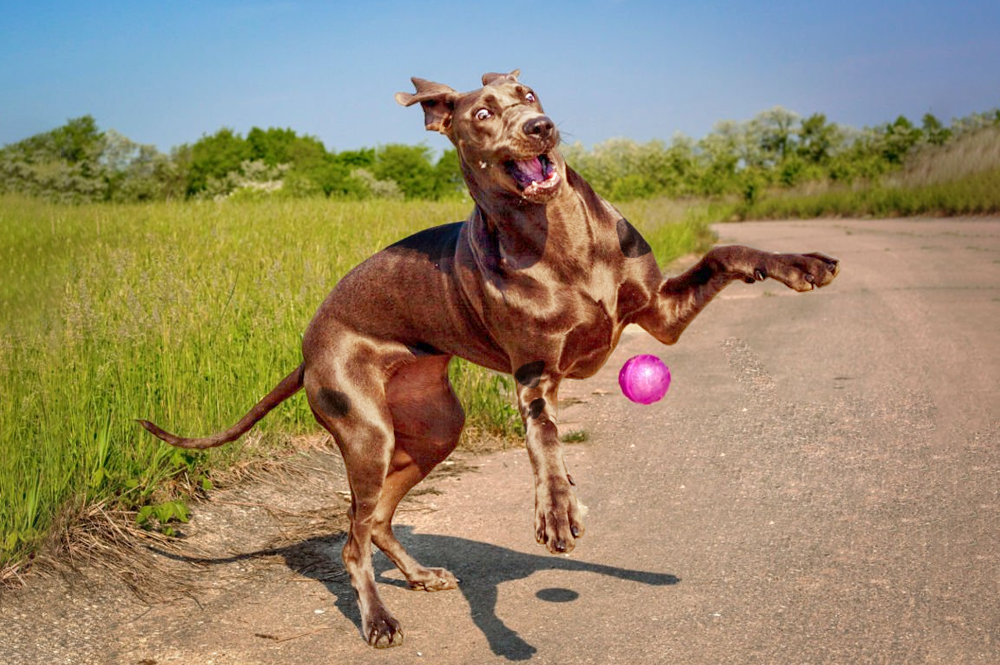 Descubra as raças dos pets dos desenhos