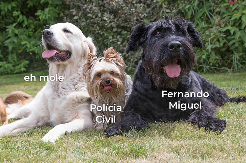 Eh mole Descubra a Raça de Alguns Pets que se Tornaram Memes