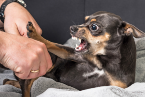 Por que os cães de raças pequenas são tão bravos?