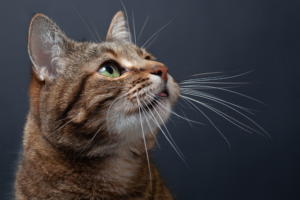 Para que servem os bigodes dos gatos?