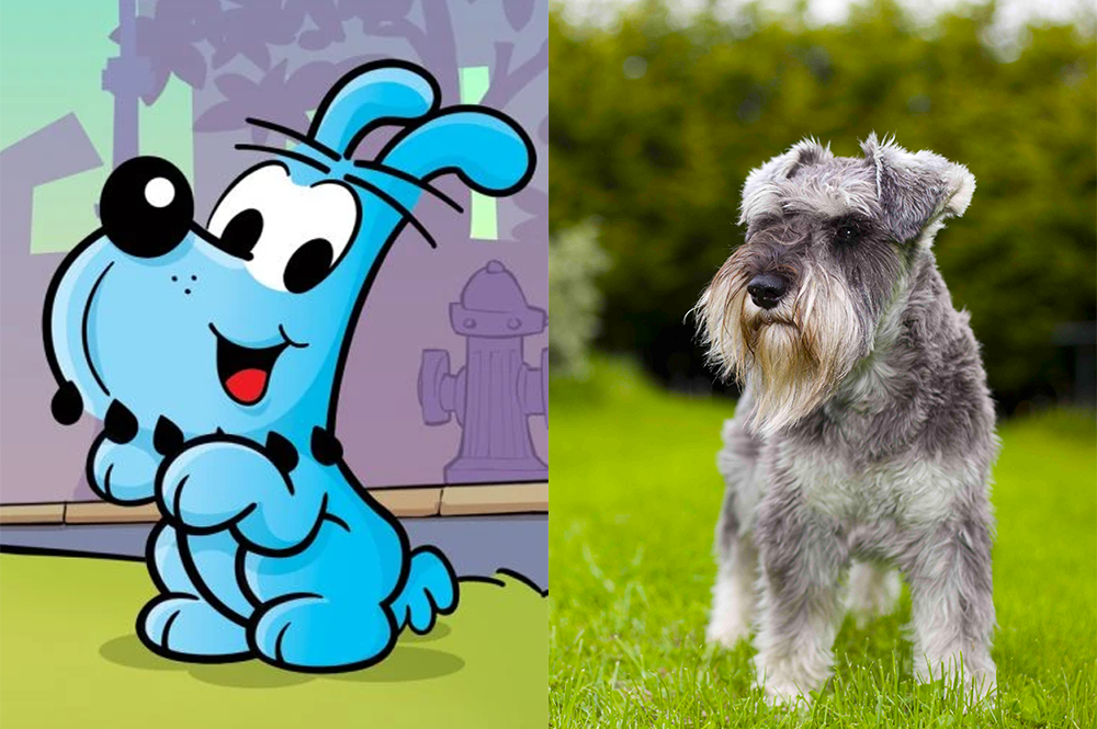 Raça do Bidu da Turma da Mônica - Schnauzer