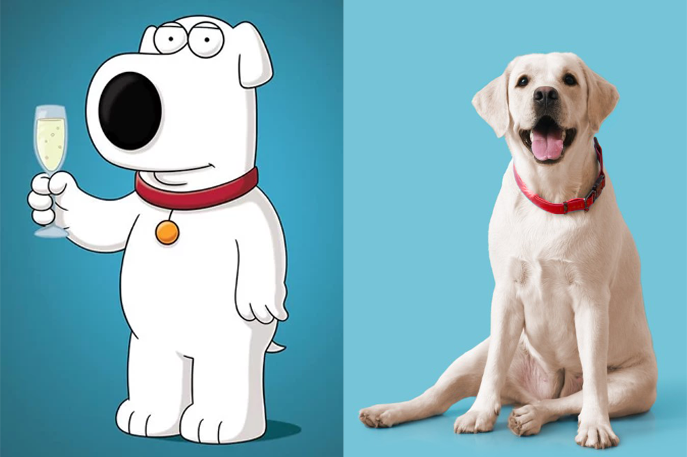 Raça do Brian Griffin de Family Guy - Labrador Retriever