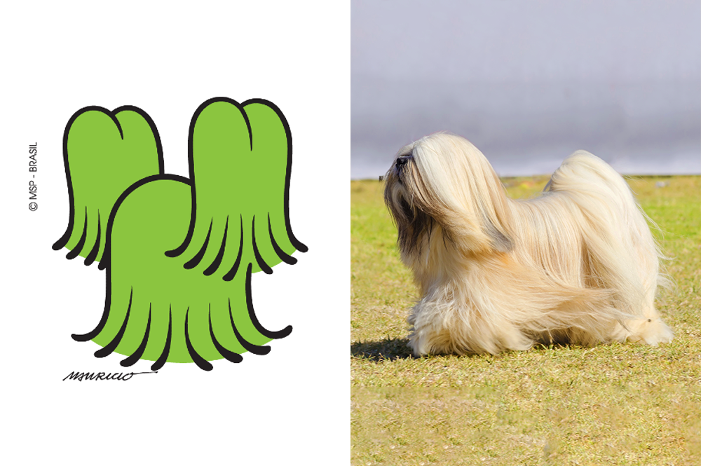 Raça do Floquinho da Turma da Mônica - Lhasa Apso