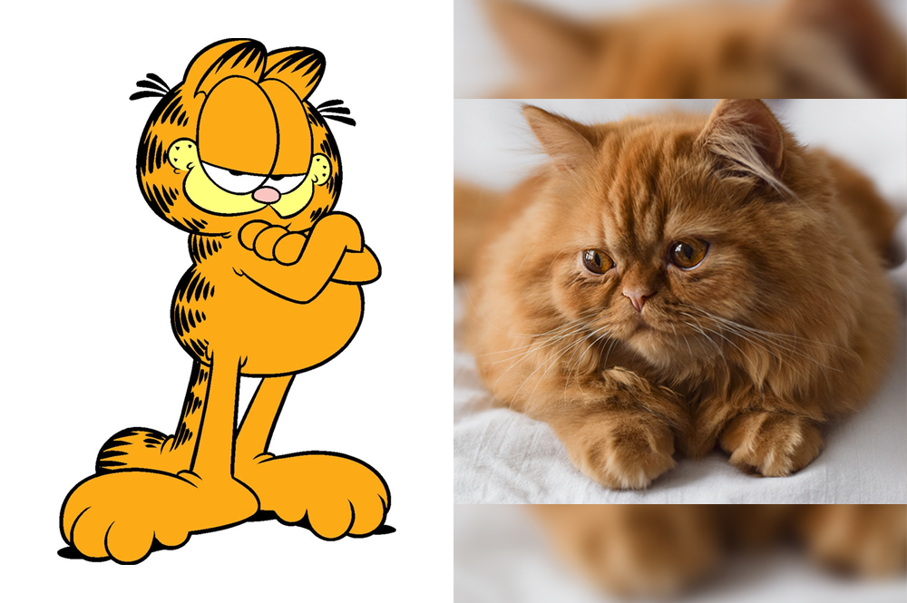 Raça do Garfield - Gato Persa