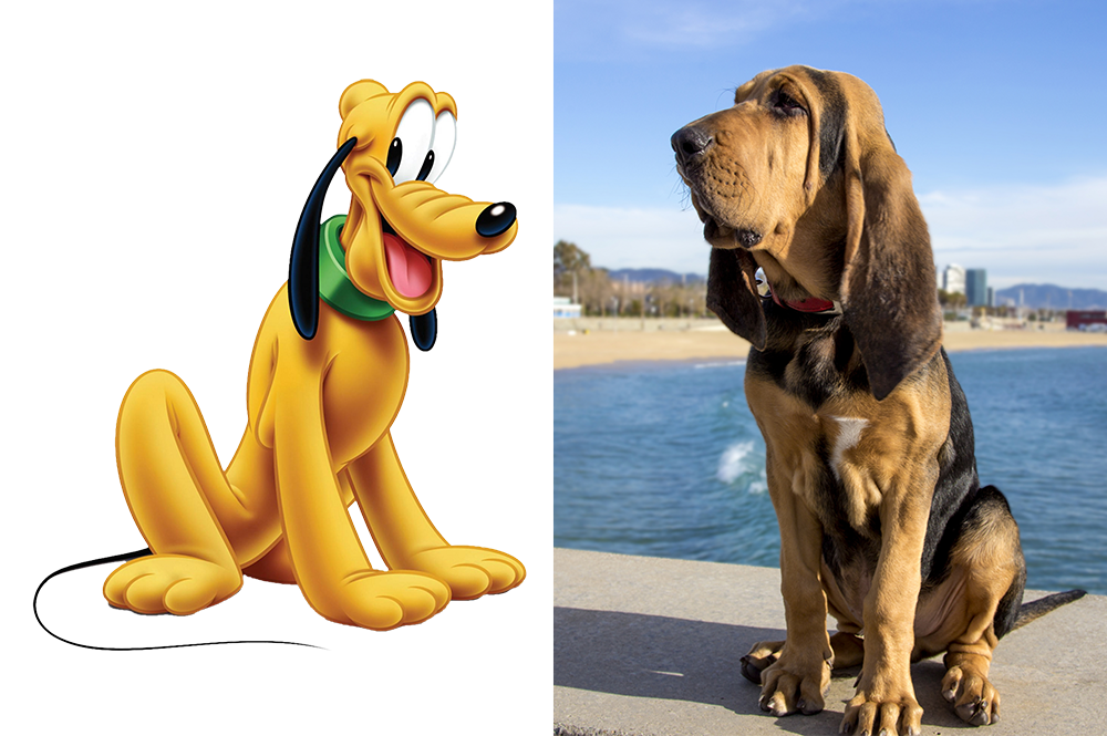 Raça do Pluto da Disney/Mickey - Bloodhound