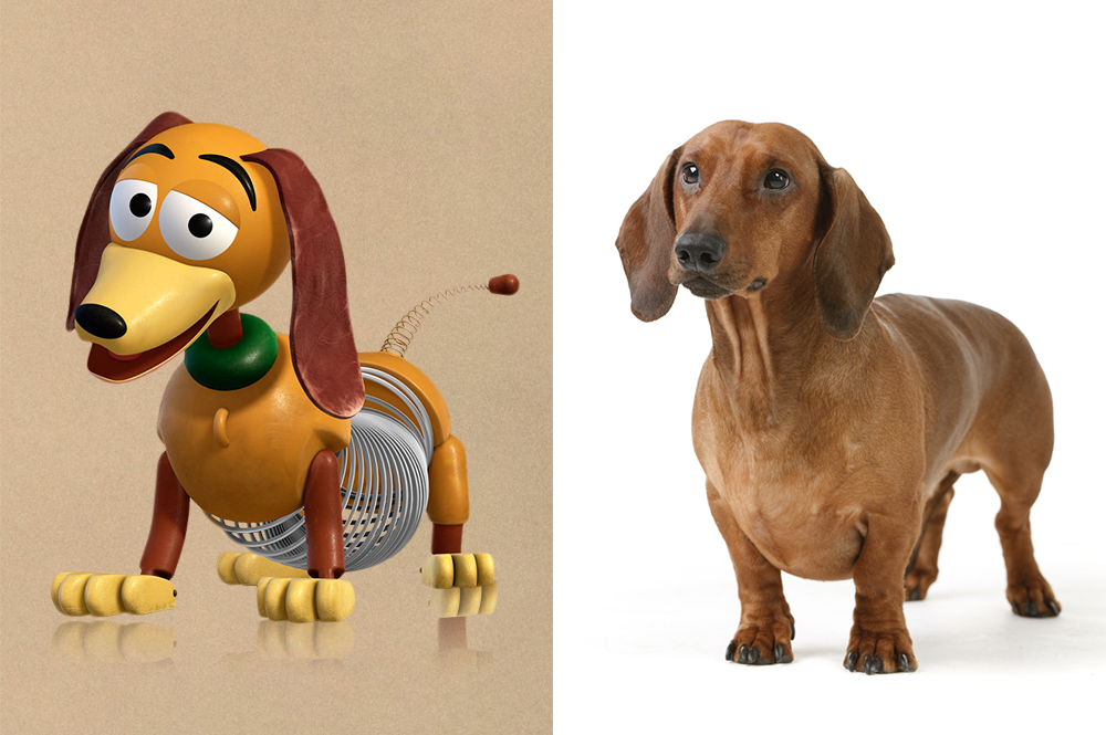 Raça do Slinky(Toy Story) - Dachshund