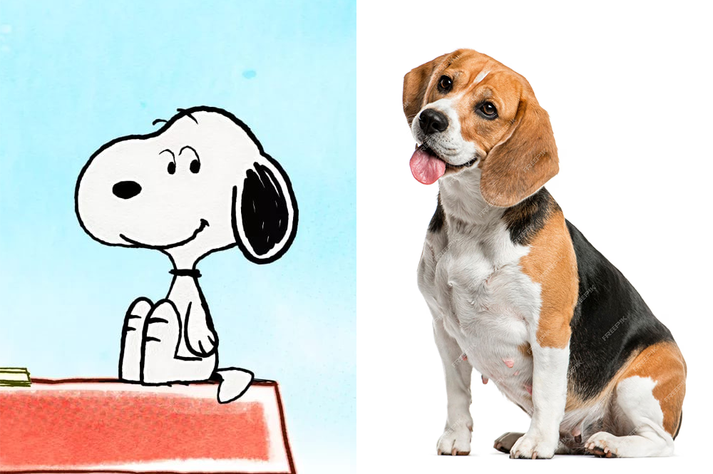 Raça do Snoopy de Peanuts - Beagle