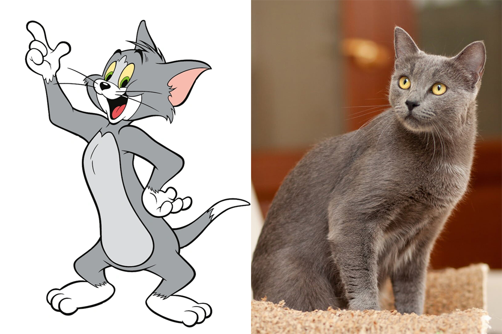 Raça do Tom do Tom e Jerry na vida real - Azul Russo